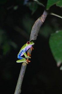 Red-eyed tree frog in a rainforest in Costa Rica, night photograph with artificial lighting,
