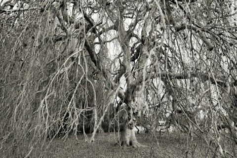 Black and white picture of a hanging copper beech with many tangled branches, looks eerie, Fagus