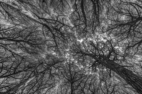 Black and white image of branched pine boughs in a pine forest forming a complex pattern, Pinus spp