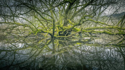 Moss-covered tree with reflective branches on calm water, Bodman, Lake Constance,