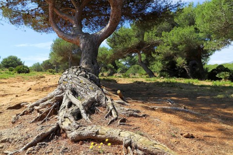 Large pine tree with exposed roots in a sunny pine forest, Pinus halepensis, Majorca, Spain