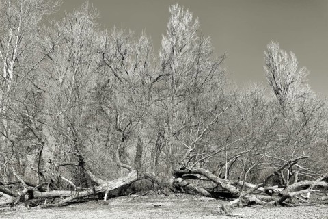 Fallen and bare trees in winter in a gloomy black and white picture, Immenstaad on Lake Constance,