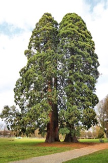 Two tall, green sequoia trees in a park with a clear sky in the background, emphasising peace and