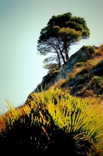 A single pine tree standing dramatically on a steep hill with unconventional vegetation, Pinus