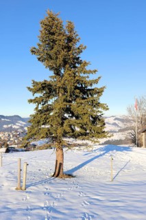 A solitary fir tree stands on a snow-covered surface with a village in the background under a clear