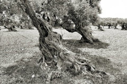Weathered olive tree in a black and white scene with gnarled trunk, Olea europaea, Majorca, Spain