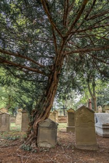 An old yew tree stands in a cemetery, surrounded by gravestones and nature in a quiet, sombre