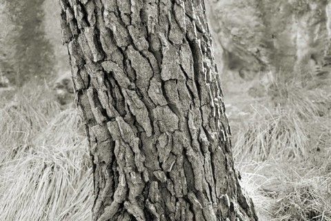 Close-up of the bark of a pine tree with detailed texture in a monochrome image, Pinus halepensis,