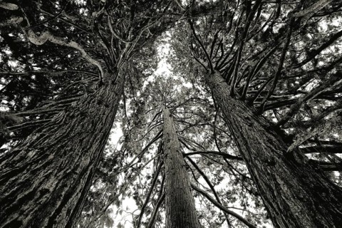Three towering sequoia trees in a dramatic black and white photograph reaching upwards into the