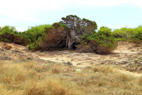 A solitary, stunted pine tree on sandy soil in a dry, coastal environment, Pinus halepensis,