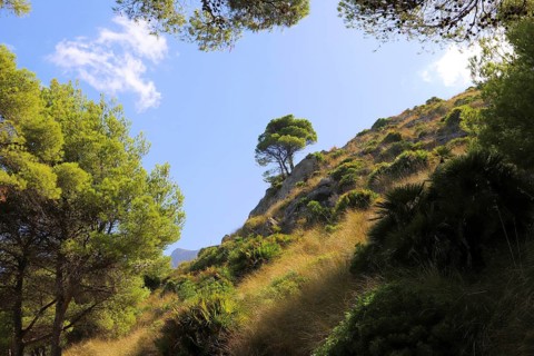 A hill lined with green pine trees with a clear blue sky and a single tree in the distance, Pinus