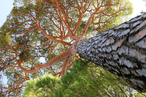 Perspective shot of a sturdy pine trunk stretching majestically towards the sky, Pinus halepensis,