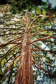 Top view of a large sequoia tree, showing branches and needles, Sequoiadendron giganteum (Lindl.) J
