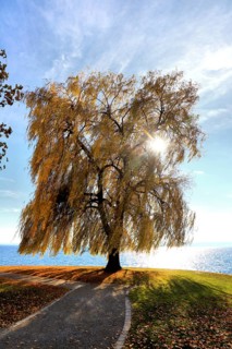 Large weeping willow on Lake Constance, combining autumn colours with calm waters, Salix