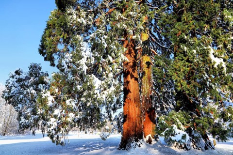 Big sequoia in winter, covered with snow in sunshine, Sequoia, Kreuzlingen, Switzerland
