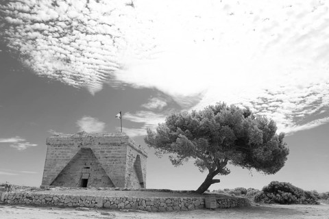 Old pine with tree in dramatic black and white, Pinus halepensis, Majorca, Spain