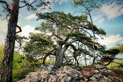 Dynamically growing pine tree on a rocky ground with blue sky, Pinus sylvestris, Trimbach,