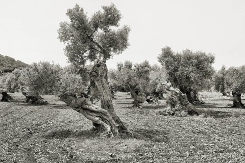 Olive trees in a field in a rough, black and white landscape, Olea europaea, Majorca, Spain