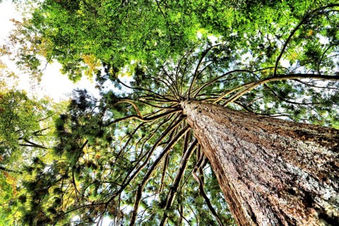 Upward view into several trees with widely branched branches and green canopy, Baden-Württemberg,