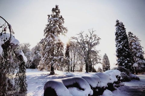 A snowy landscape with various trees, interspersed with sunlight, conveys a peaceful, wintry