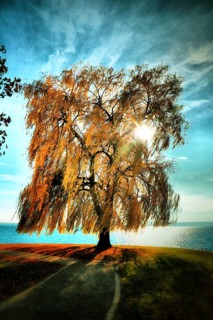 A weeping willow with golden autumn leaves is bathed in sunlight and stands picturesquely in front