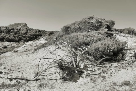 A barren pine tree in a barren dune landscape with bushes and hills in the background in a