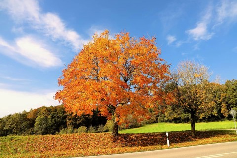 A large Norway maple with bright orange leaves stands by a country road under a blue sky, Acer