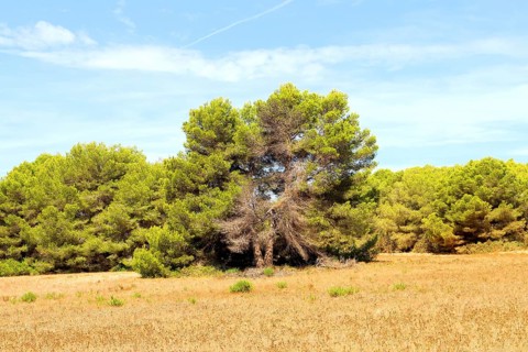 A pine tree in a sunny field, surrounded by smaller pines under a blue sky, Pinus halepensis,