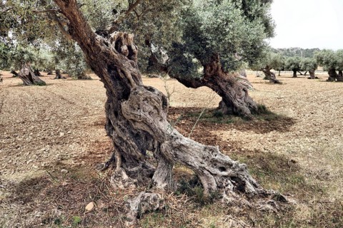 A gnarled olive tree on a dry, earthy landscape in a typical Mediterranean environment, Olea