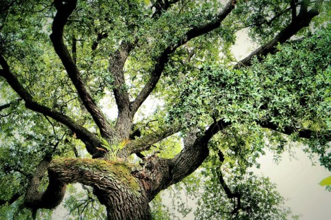 A view into the crown of a holm oak with intense green leaves and impressive, sweeping branches,