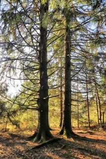 Two trees in the forest, bathed in sunlight, a tranquil scene, Picea, Thurgau, Switzerland