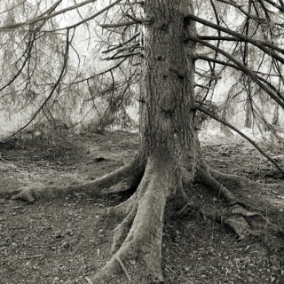 Detailed trunk of a spruce in a dense, black and white forest, Picea, Thurgau, Switzerland