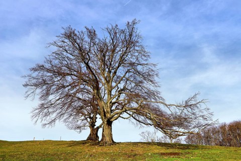 Sparse-looking copper beech in a meadow under a clear blue sky, Fagus sylvatica, Hauenstein,