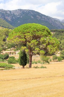 A large pine tree with a green tuft of needles against a sunny background of mountains and a