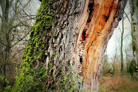Close-up of a tree trunk with moss and exposed bark in the forest, Bodman, Lake Constance,