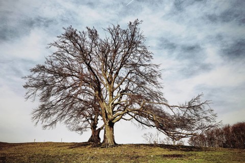 Large copper beech in a field under a cloudy sky, autumn atmosphere, Fagus sylvatica, Hauenstein,