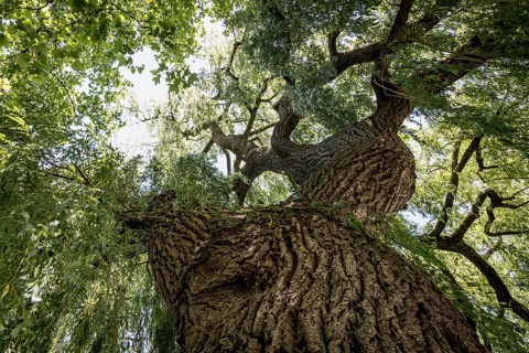 View through the dense leaves of a large weeping willow in bright sunshine, Salix babylonica,
