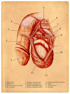 Medical anatomical image of a penis (illustration)
