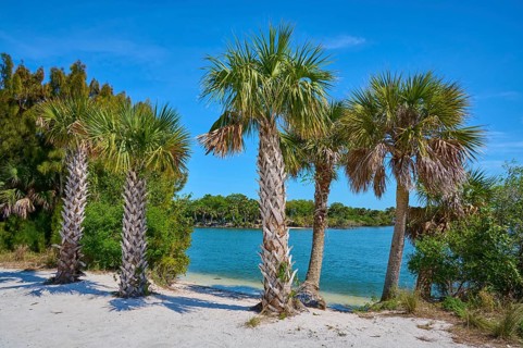 Palm trees on the beach with a view of blue water under a clear sky, Haulover Canal, Merritt Island