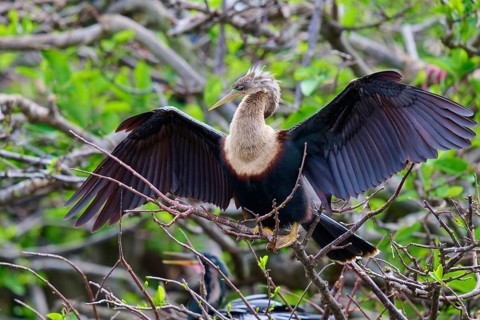 Bird on a branch with blurred green backdrop, Darter (Anhinga anhinga), spring, Wakodahatchee