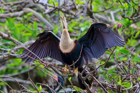 Bird with outstretched wings on a branch surrounded by greenery, Darter (Anhinga anhinga), spring,