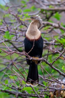 Bird spreading wings on a branch in a green environment, Darter (Anhinga anhinga), spring,