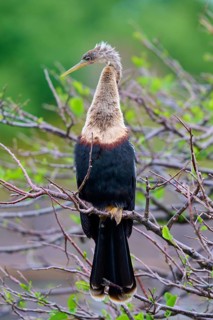 Bird sitting on a branch with brown and green background, Darter (Anhinga anhinga), spring,