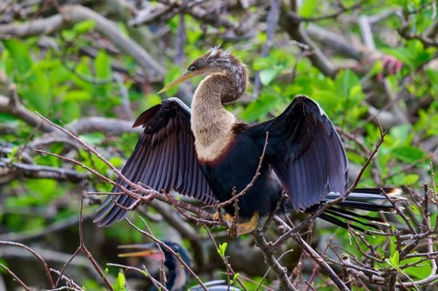Bird on a branch with blurred green backdrop, Darter (Anhinga anhinga), spring, Wakodahatchee