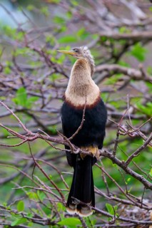 Bird sitting on a branch in a green environment, Darter (Anhinga anhinga), spring, Wakodahatchee