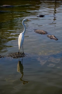 A heron stands on an alligator surrounded by other alligators and is reflected in the water, Great