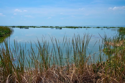 Tall reeds growing on calm water, blue sky and natural surroundings, Lake Apopka North Shore,