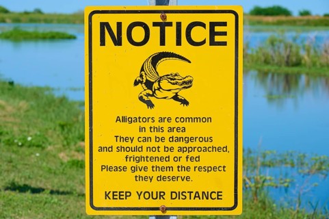Warning sign about alligators in nature, yellow sign with text and illustration of an alligator,