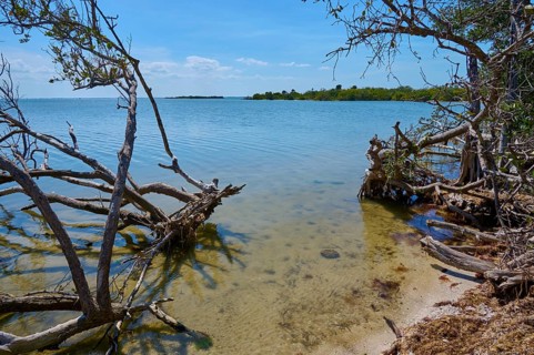 Coastal landscape with clear water and bare branches, harmonious and calm, Haulover Canal, Merritt