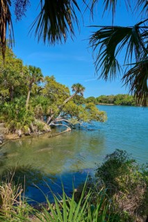 Lush trees on the banks of a clear river under a blue sky, Haulover Canal, Merritt Island National